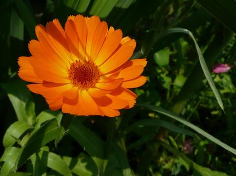 Flowers that will add beauty and colour to your garden Calendula