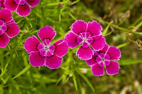 Flowers that will add beauty and colour to your garden Dianthus