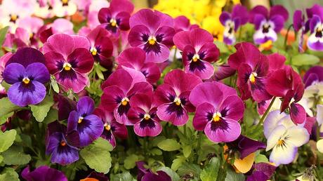 Flowers that will add beauty and colour to your garden Pansies