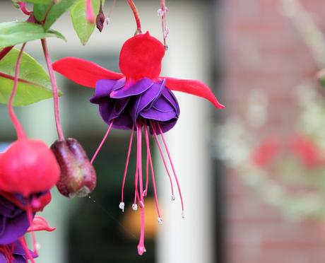 Flowers that will add beauty and colour to your garden Fuchsia