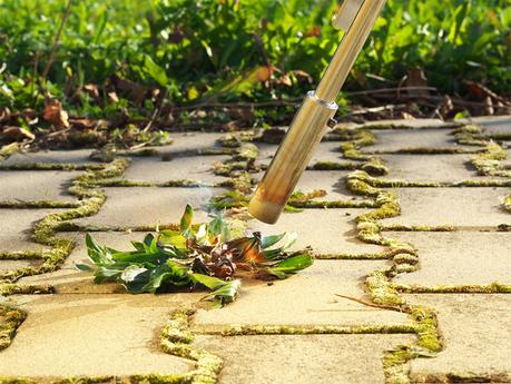 How to Get Rid of Weeds in Your Garden How to Get Rid of Weeds in Your Garden