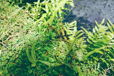 How to Get Rid of Weeds in Your Garden How to Get Rid of Weeds in Your Garden