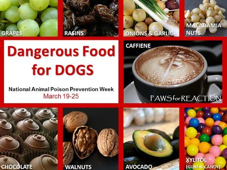 #Dangerous #Foods for #Dogs #NationalAnimalPoisonPreventionWeek #March 19-25