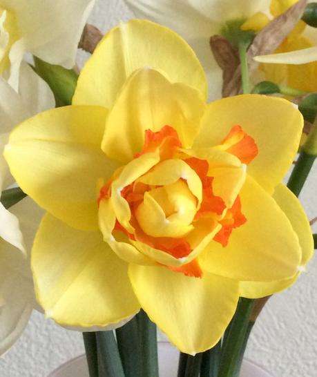 You Can Never Have Too Many Daffodils You Can Never Have Too Many Daffodils