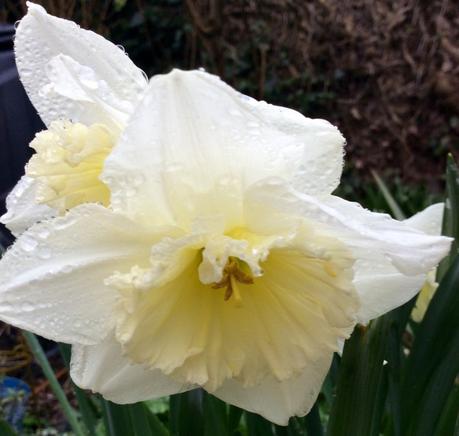 You Can Never Have Too Many Daffodils You Can Never Have Too Many Daffodils
