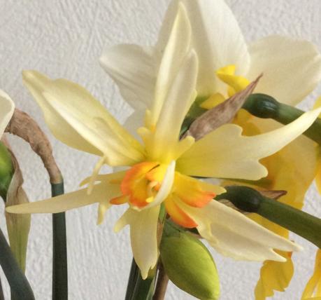 You Can Never Have Too Many Daffodils You Can Never Have Too Many Daffodils