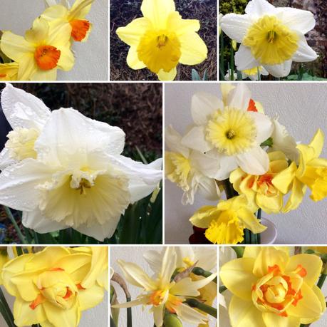You Can Never Have Too Many Daffodils You Can Never Have Too Many Daffodils
