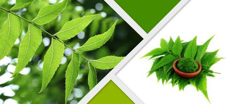 Top 10 Health Benefits of Neem (Indian Lilac)-Neem Capsules by Planet Ayurveda