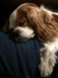IMG_9825 Cavalier King Charles Spaniel, CKCS, CKC, Toronto Pet Photographer, dog, spaniel,
