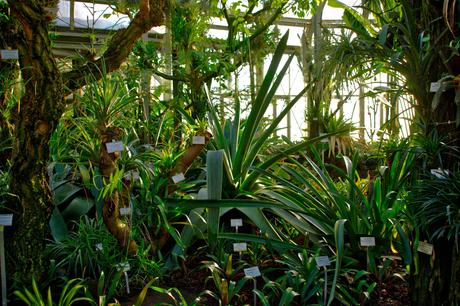 A Sunny Afternoon in the Botanical Garden of Berlin Botanical Gardens Berlin