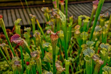 A Sunny Afternoon in the Botanical Garden of Berlin Botanical Gardens Berlin