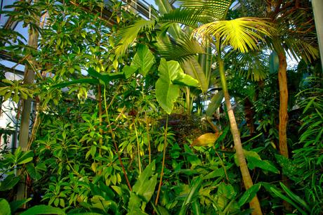 A Sunny Afternoon in the Botanical Garden of Berlin Botanical Gardens Berlin