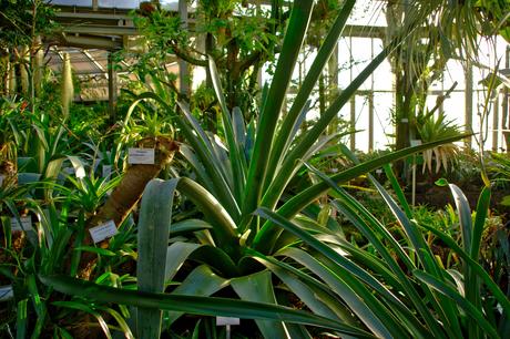 A Sunny Afternoon in the Botanical Garden of Berlin Botanical Gardens Berlin