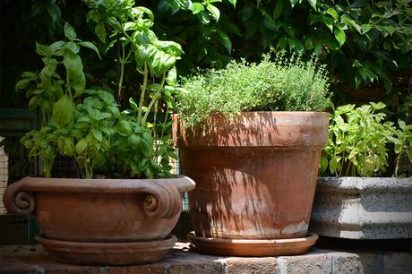 How to grow Basil in your indoor herb garden
