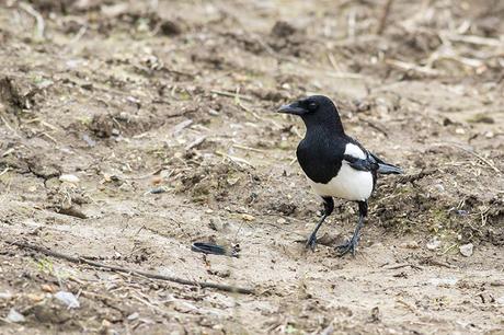 Black-billed Magpie Study 8 Black-billed Magpie Study 8