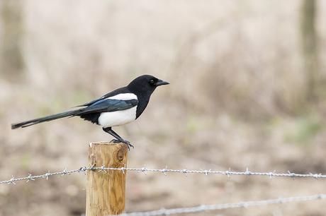 Black-billed Magpie Study 1 Black-billed Magpie Study 1