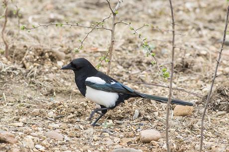 Black-billed Magpie Study 3 Black-billed Magpie Study 3