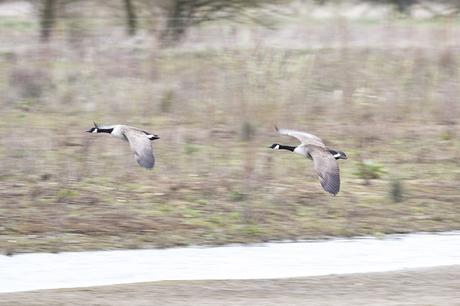 Canada Geese in Flight Canada Geese in Flight