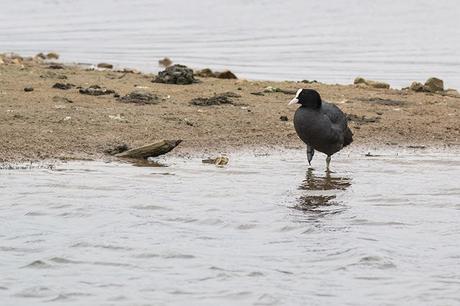 Common Coot Common Coot