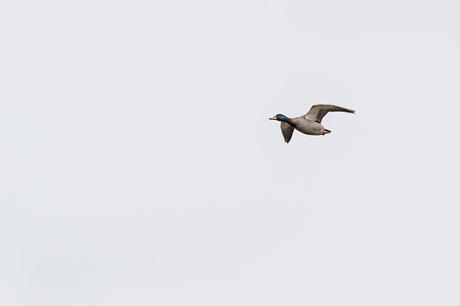 Mallard in Flight Mallard in Flight