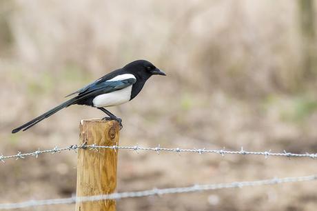 Black-billed Magpie Study 2 Black-billed Magpie Study 2
