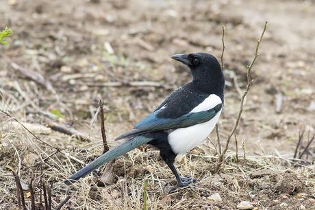 Black-billed Magpie Study 7 Black-billed Magpie Study 7