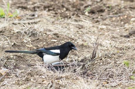 Black-billed Magpie Study 5 Black-billed Magpie Study 5