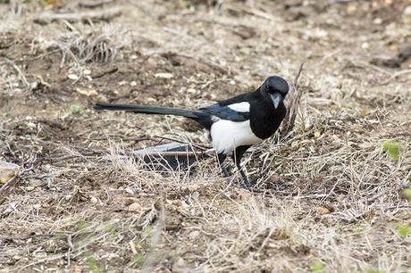 Black-billed Magpie Study 6 Black-billed Magpie Study 6