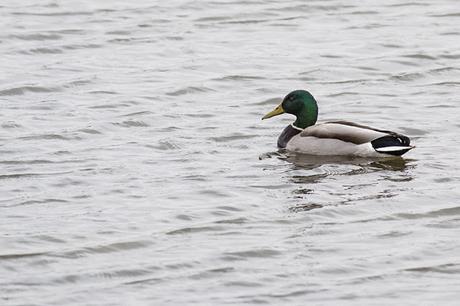 Mallard Mallard