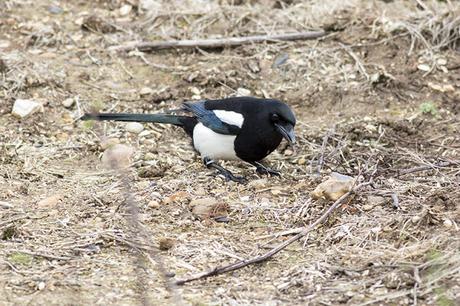 Black-billed Magpie Study 4 Black-billed Magpie Study 4