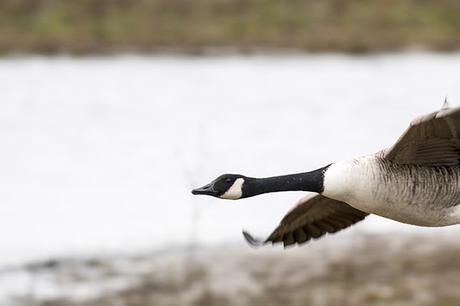 Canada Goose Canada Goose