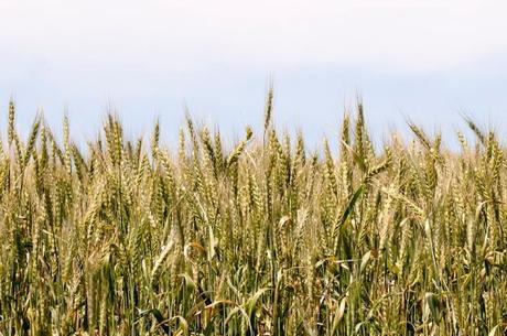 The Top 10 Most Wheat Producing Countries in the Entire World Turkey Wheat Production