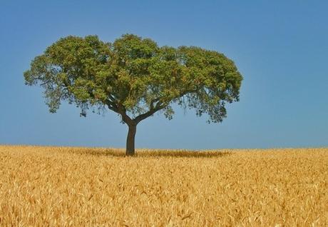 The Top 10 Most Wheat Producing Countries in the Entire World European Union Wheat Production