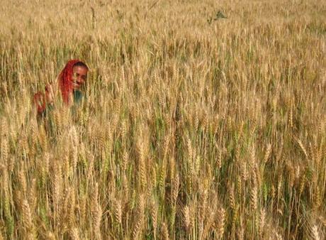 The Top 10 Most Wheat Producing Countries in the Entire World India Wheat Production