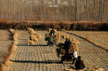 The Top 10 Most Wheat Producing Countries in the Entire World China Wheat Production