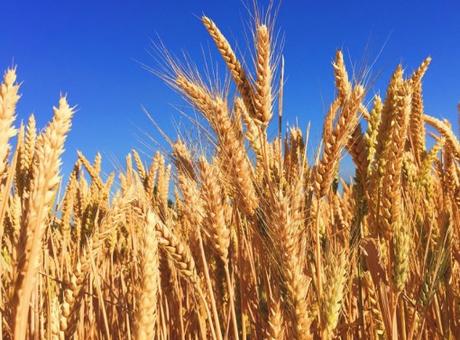 The Top 10 Most Wheat Producing Countries in the Entire World The Top 10 Most Wheat Producing Countries in the Entire World