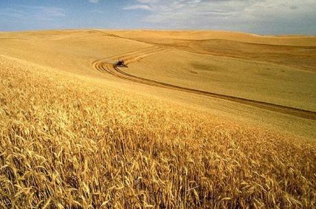 The Top 10 Most Wheat Producing Countries in the Entire World United States Wheat Production
