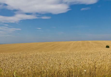 The Top 10 Most Wheat Producing Countries in the Entire World Ukraine Wheat Production