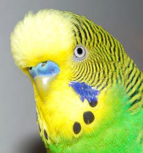 Bizarre UK cannabis laws, photos of readers’ wives and drug-taking budgies Bizarre UK cannabis laws, photos of readers’ wives and drug-taking budgies