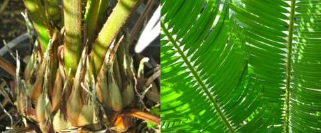 Canarius, diversity of exotic plants CYCA2