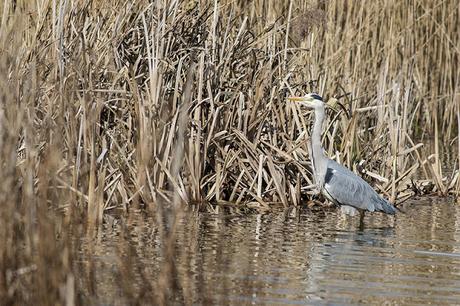 Grey Heron among the reeds