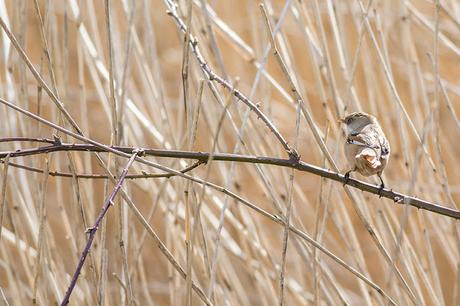 Stunning views of the Bearded Tit at Willen Lake