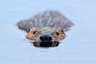 Appeal to bring beavers home to the Highlands