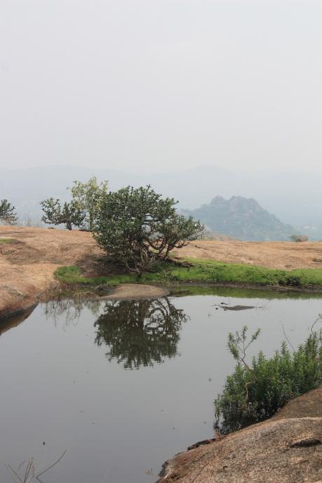 DAILY PHOTO: Bush on a Mountaintop, Ramanagara