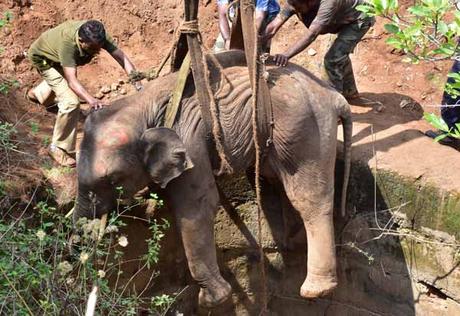 great rescue of elephant that fell into 50 feet well in Coimbatore ! Kudos !!