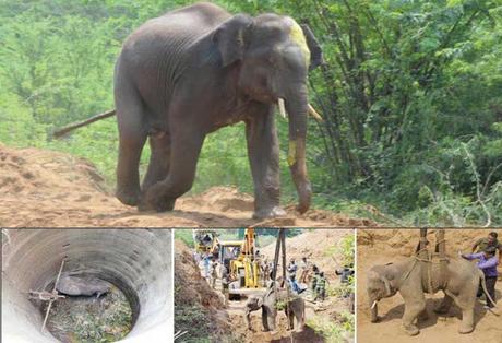 great rescue of elephant that fell into 50 feet well in Coimbatore ! Kudos !!