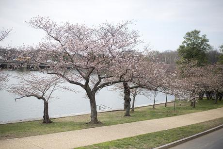 How to successfully travel with kids to the National Mall How to successfully travel with kids to the National Mall