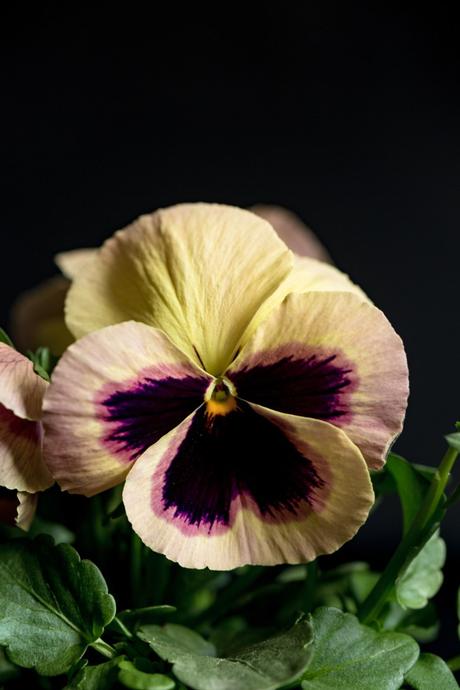 Colorful Pansies Colorful Pansies