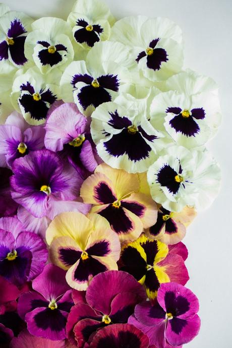 Colorful Pansies Colorful Pansies