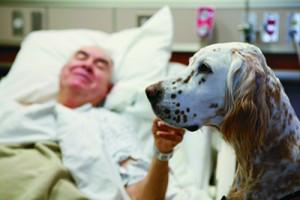Why we Want US Healthcare to go to the Dogs